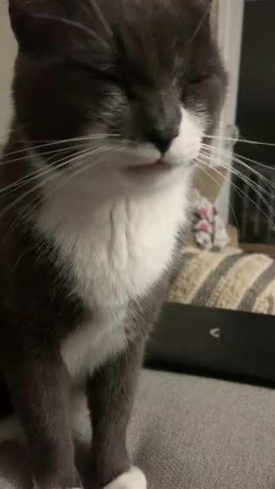 politely asking for his dinner