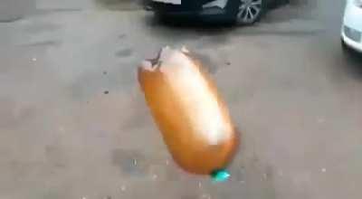 Dog goes boom (Dog wasn't harmed)