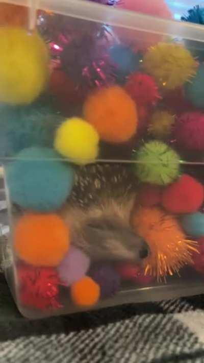 Taking a nap in his burrow box 🥺