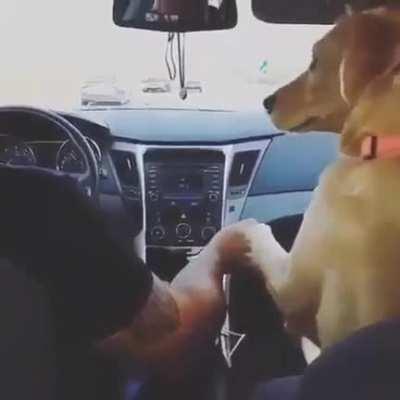 Doggo wanted to hold hands