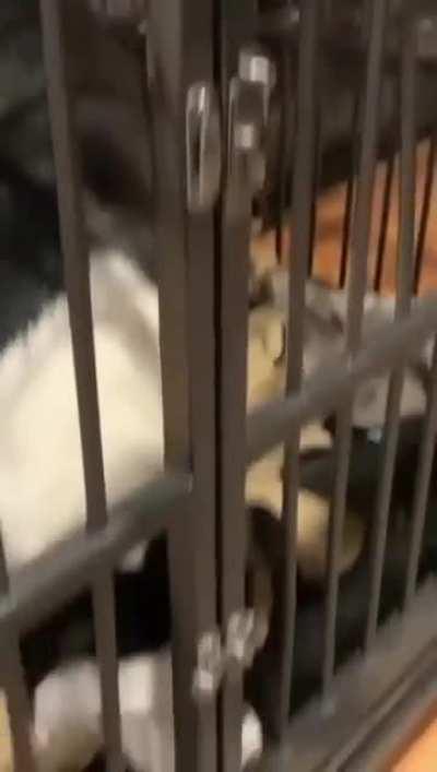 Dog licks its way out