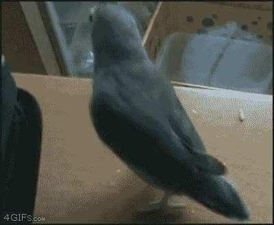 No one is looking ? boop !