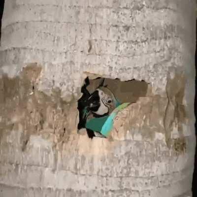 A Pandemonium of Parrots