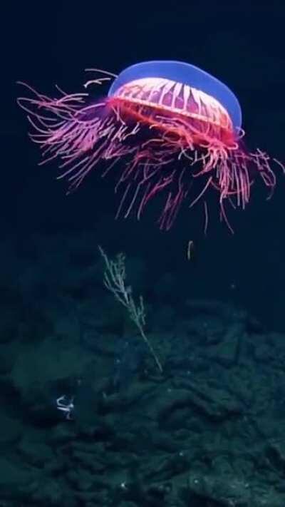 🔥 Rare footage of a Halitrephes Maasi Jellyfish 🔥
