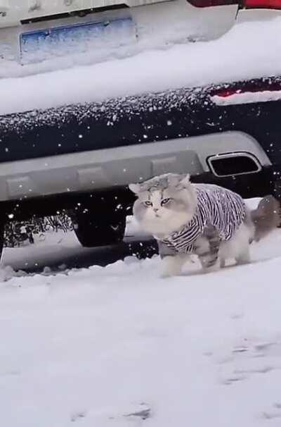 BEHOLD! The snow floof!