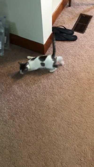 He’s got the best little walk ever!!!