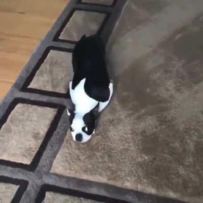 When your dog wants to be a roomba