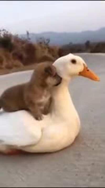 Literally duckduckgo