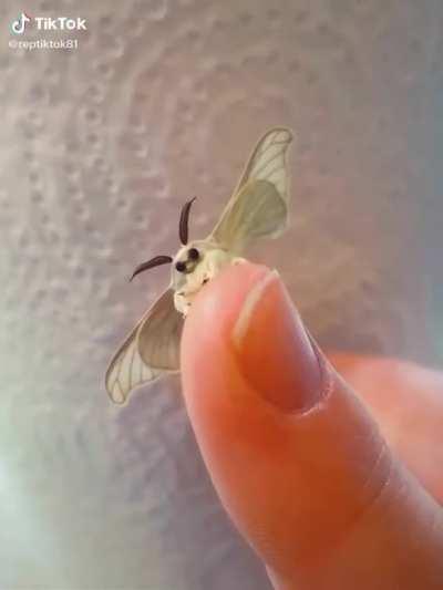 Fluff requires maintenance