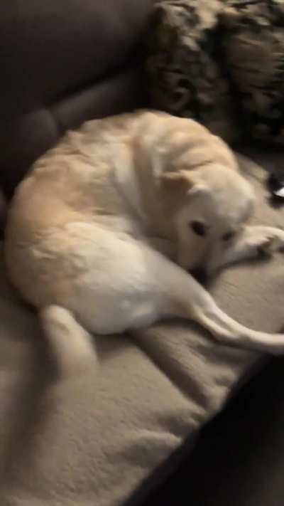 Look at her tail go as I step closer & stop as I stop 🥺