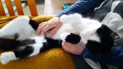 She invaded my blanket nest