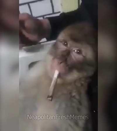 Meu preferido éo Rafele