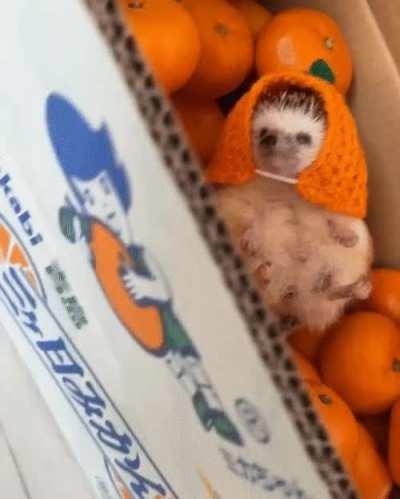 Just a hedgehog eating, keep browsing