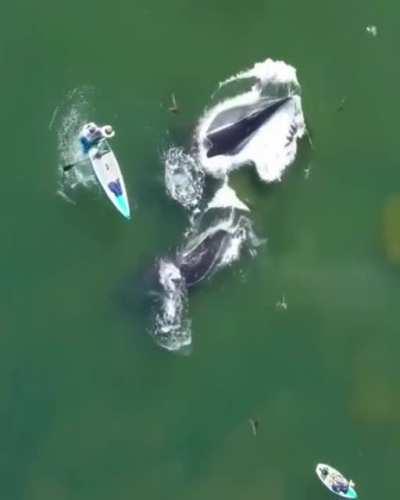 Fuck this guy and his boat 🚣‍♀️