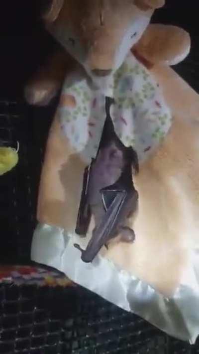 A bat having a batbath