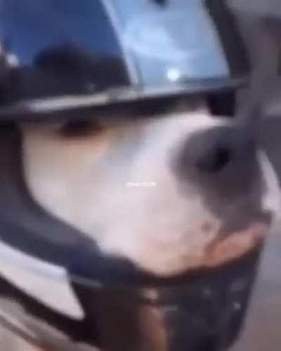 Perro motociclon 😎