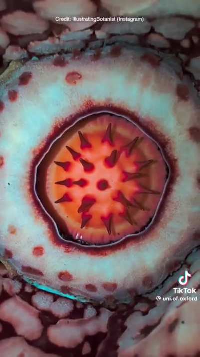 Biologist overcome w emotion after finding rare flower he devoted 13 yrs of his life searching for. The flower is incredibly unique.