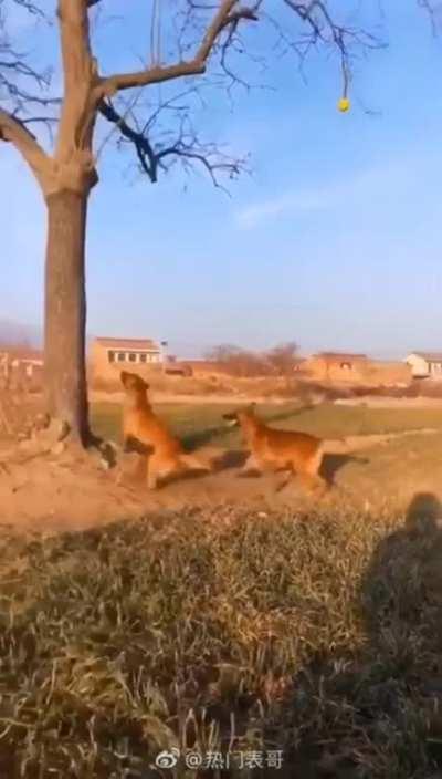 Dog catches a ball hanging on a tree