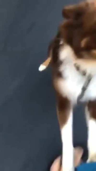 This puppy is the boss