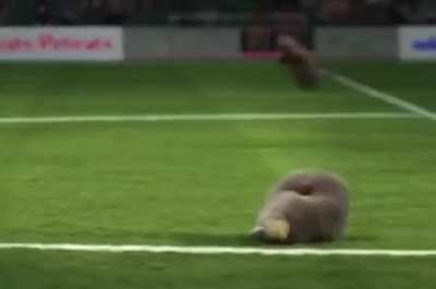 Marmot Olympic Games