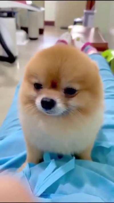 The guy with the retractable ears