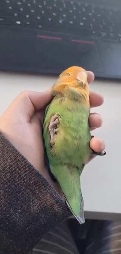 Quick snooze in between parties