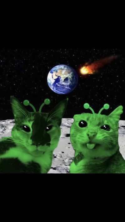 outer space cats