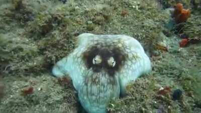 Yeah no. Fuk everything about that.