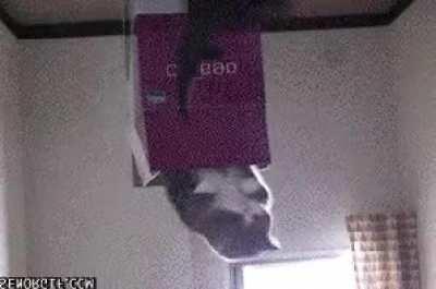 Blursed_Cat