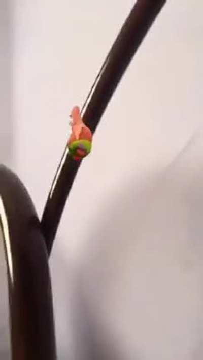 Patrick ascending to the gods