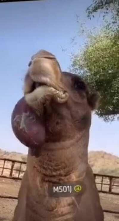 Что блядь? (Осторожно, мерзость)