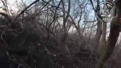Ukrainian wolves are hunting the Russian bear near Bakhmut, the Wild Field Recon and intelligence platoon
