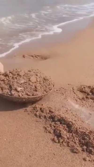 The high density of beach critters is just one of many obstacles associated with panning for gold at beaches.