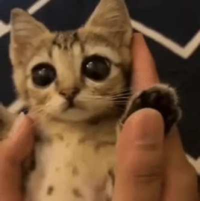 Wunks eyes are too big! Too big I say!