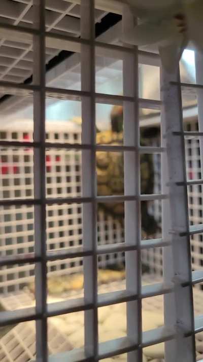 Why does he keep trying to climb into the lamp?