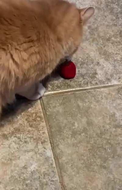 Oliver... you know you're are carnivore, right?