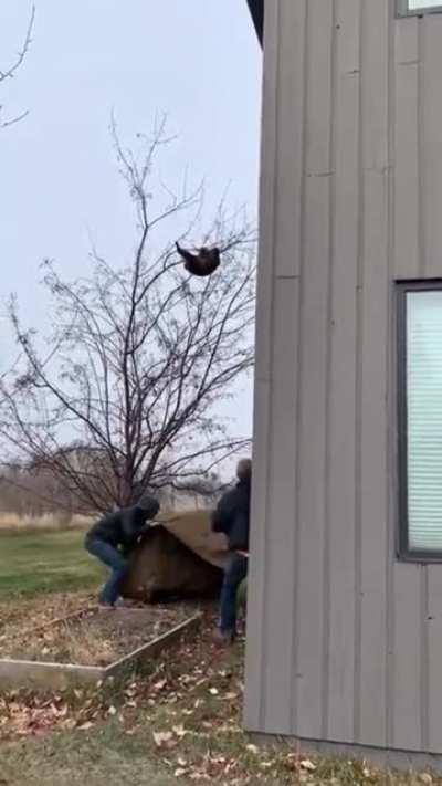 Saving a bear cub from falling from the tree