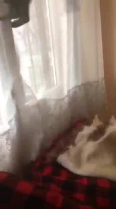 Catculating To Hop To The Tulle