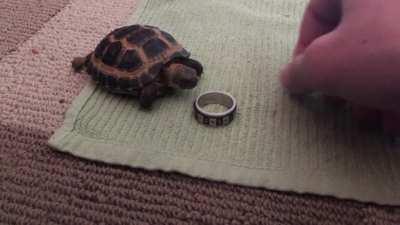 Y’all liked my fav way to stim so here’s my beloved tort trying her hand at it.