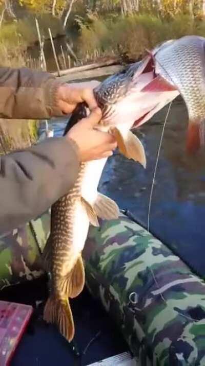 T̶h̶e̶ ̶L̶u̶c̶k̶ ̶o̶f̶ ̶t̶h̶e̶ ̶I̶r̶i̶s̶h̶ Should be, The luck of the Russians - 2 4 1