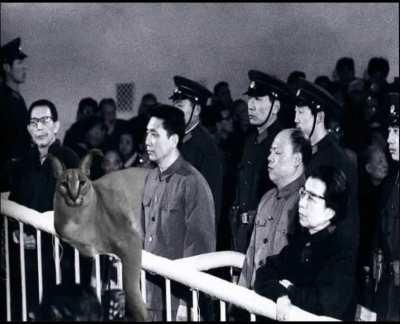 nooo floppa get out of there don't get jailed by revisionists noooooooooo 😭😭😭