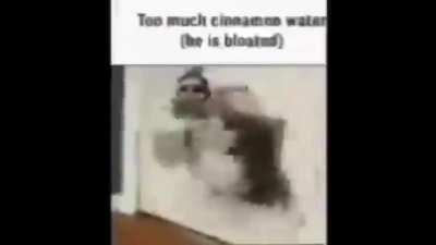 that one cat video but with calamity