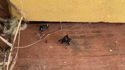 wild spiders wrestling on my porch!