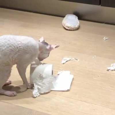 Gotta destroy this thing (Happened during the first lockdown when there were toilet paper shortages)