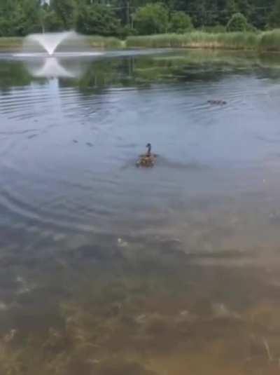 She adopted them without question