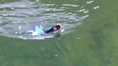 Dicen que el final de SNK fue malo* Darkrai: