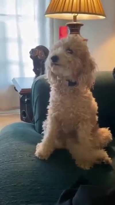 Someone is very happy to see you!