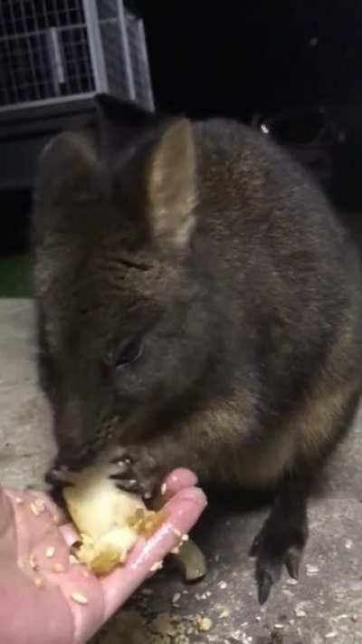 Was told Paddy and her pear addiction may fit here...