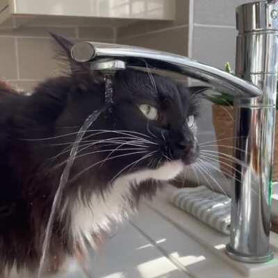 Kylo still hasn’t quite got the hang of drinking from the tap