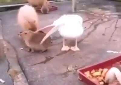 Семь раз примерь - за один раз сожри! Если влезет.